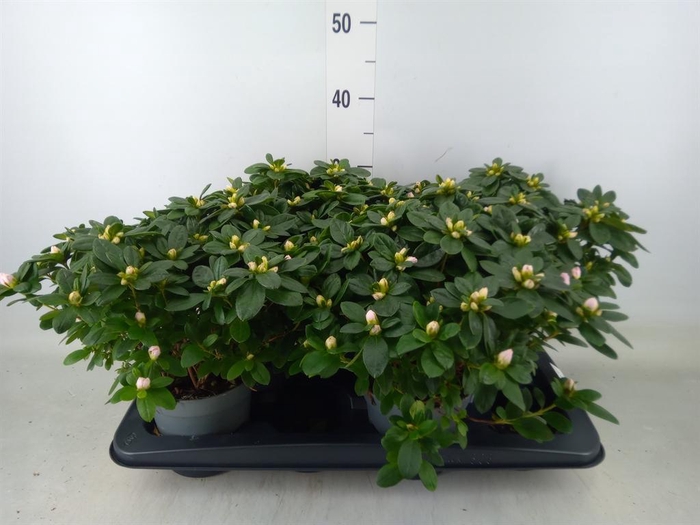 <h4>Rhododendron sim. 'Terra Nova'</h4>