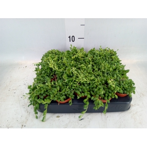Senecio herreianus