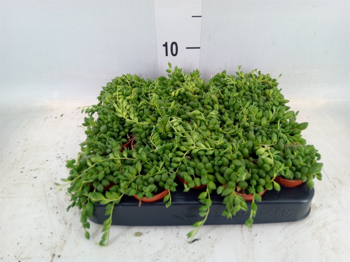 <h4>Senecio herreianus</h4>