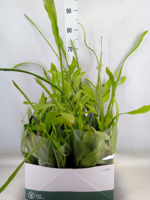 <h4>Epiphyllum   ...</h4>
