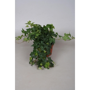 Hedera   ...green leafed