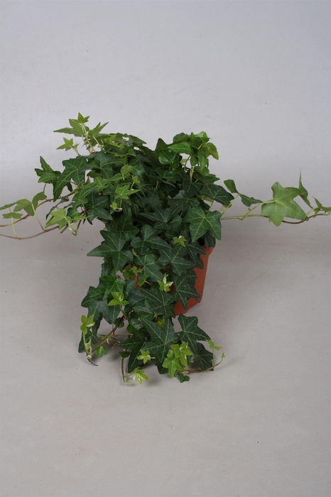 <h4>Hedera   ...green leafed</h4>