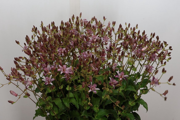 <h4>Tricyrtis</h4>