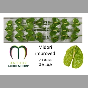 ANTH A MIDORI IMP