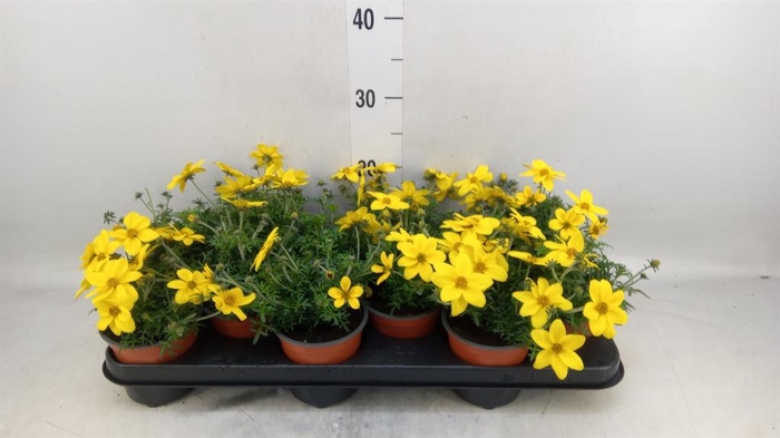 <h4>Bidens   ...</h4>