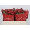 Hypericum True Romance