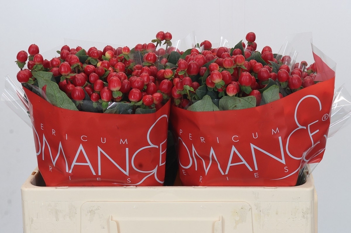 <h4>Hypericum True Romance</h4>