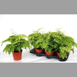 ADIAN RAD FRAGRANS