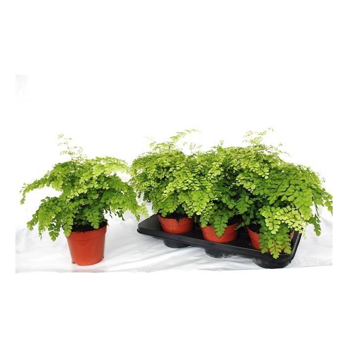 <h4>ADIAN RAD FRAGRANS</h4>