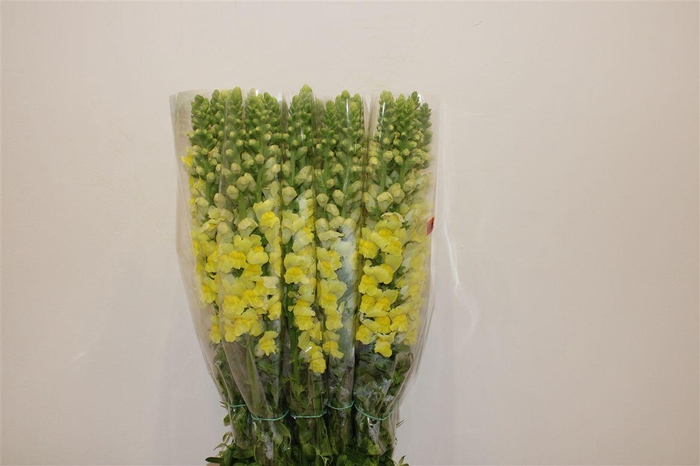 <h4>Antir Overig Yellow</h4>