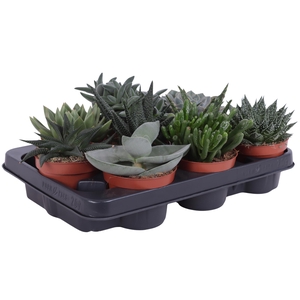 Succulenten mix 10,5 cm
