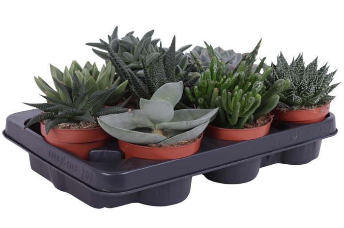<h4>Succulenten mix 10,5 cm</h4>
