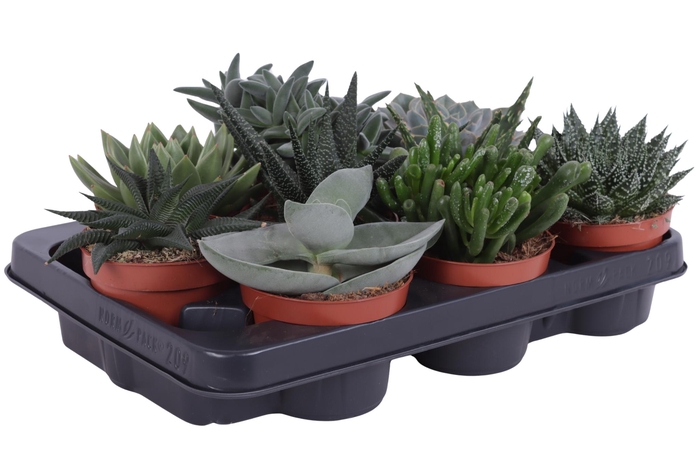 <h4>Succulenten mix 10,5 cm</h4>
