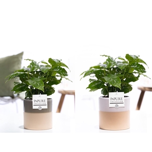 Coffea Arabica in P&PURE Tess 2 ceramics ass. 3