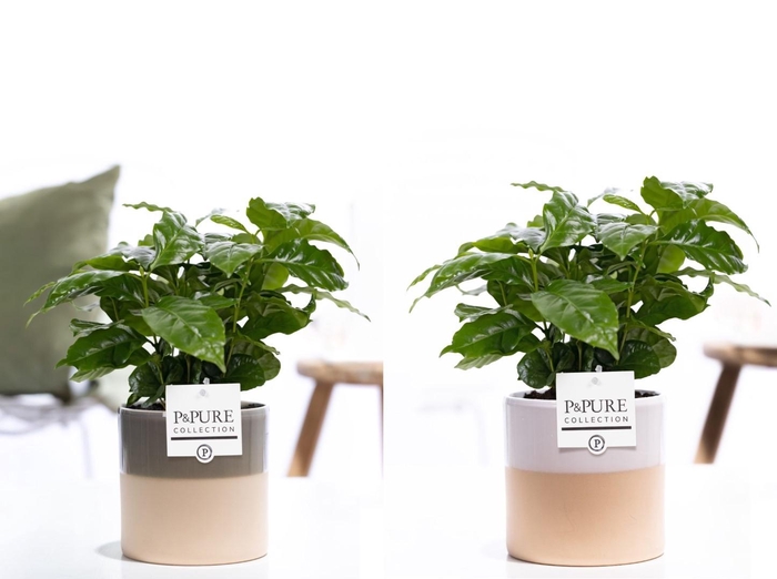 <h4>Coffea Arabica in P&PURE Tess 2 ceramics ass. 3</h4>