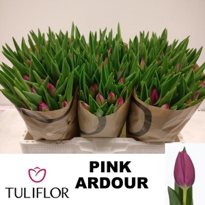 TU EN PINK ARDOUR