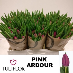 TU EN PINK ARDOUR