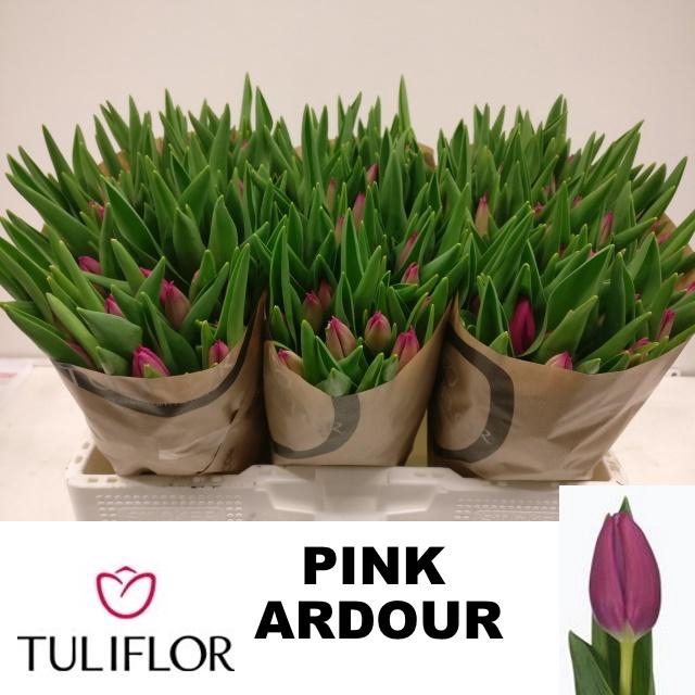 <h4>TU EN PINK ARDOUR</h4>