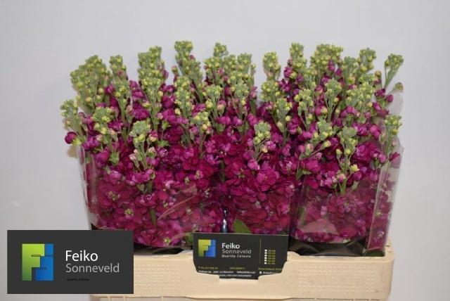 <h4>MATTH FRANCESCA</h4>