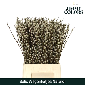 Salix Katjes L50 Naturel