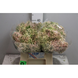 Syr Hy Maidens Blush 4+