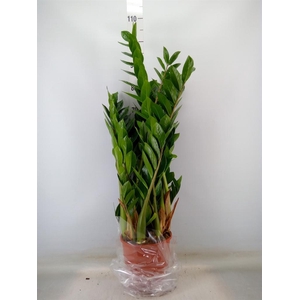 Zamioculcas zamiifolia