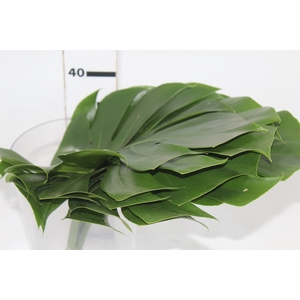 FOLHAGEM MONSTERA DELICIOSA 030 CM