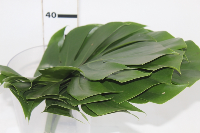 FOLHAGEM MONSTERA DELICIOSA 030 CM