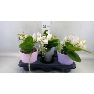 Phalaenopsis   ...white