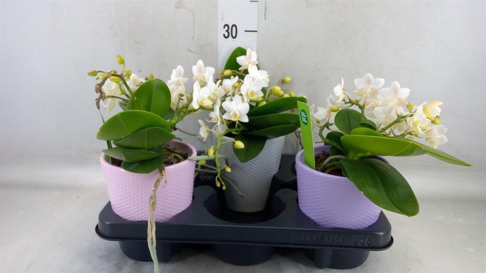 <h4>Phalaenopsis ...white</h4>