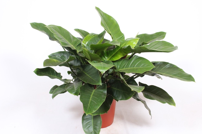 <h4>Philodendron Imperial Green</h4>