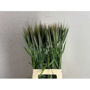 Gras Winterrogge