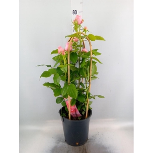 Rosa FL 'Dolce Select'