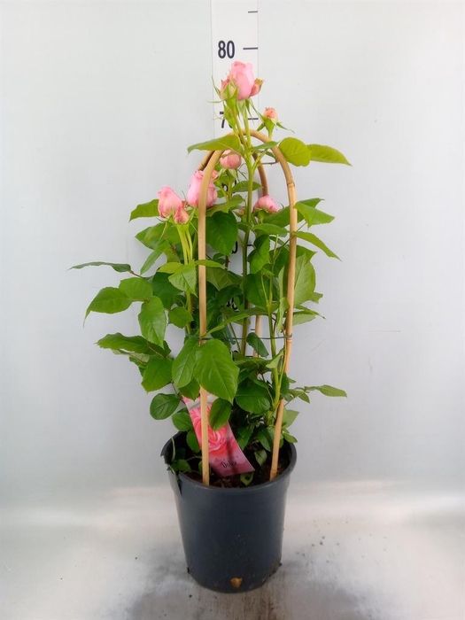 <h4>Rosa FL 'Dolce Select'</h4>