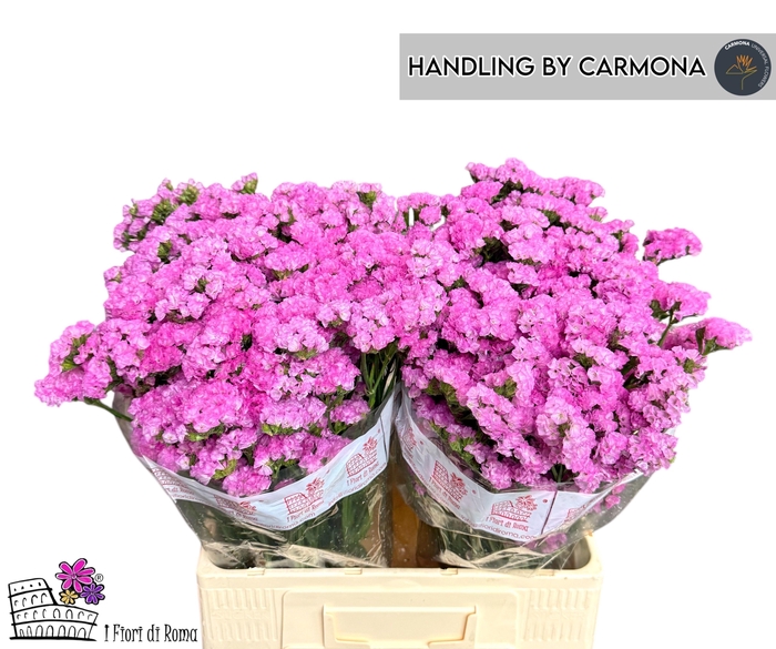 <h4>LIM S CARMEN PINK</h4>