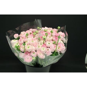 Ranonkel Zwaar Licht Rose