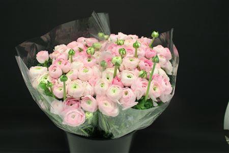 <h4>Ranonkel Zwaar Licht Rose</h4>