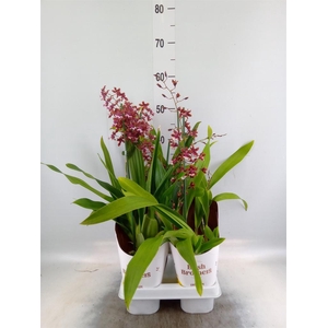 Oncidium   ...