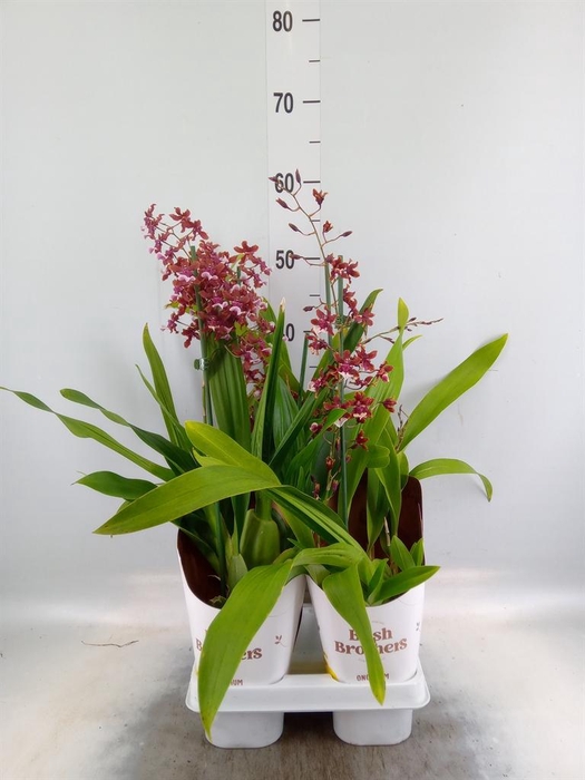 <h4>Oncidium   ...</h4>