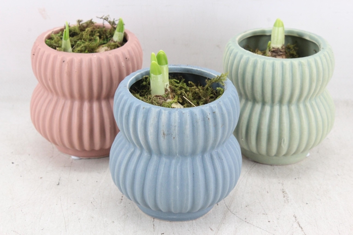 <h4>arr4 Narcis RN - Pastel paradise</h4>