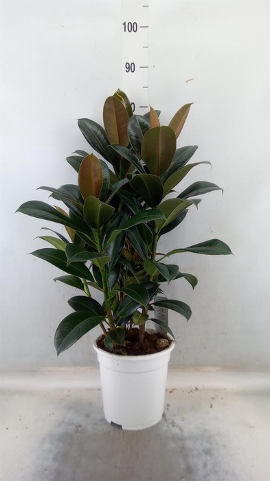 <h4>Ficus   ...</h4>