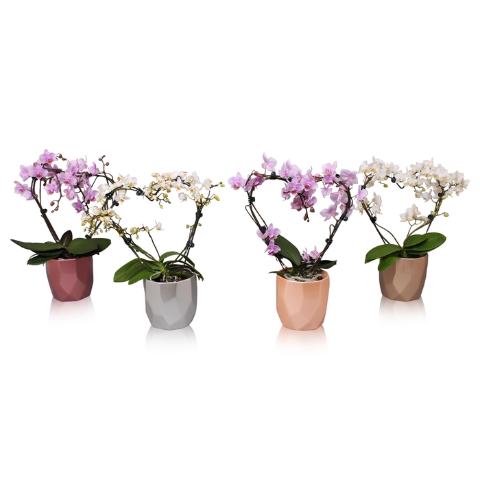 <h4>Phal. Multi vorm mix "Blossoming Heart" in BGC969 Metallic vlakp</h4>