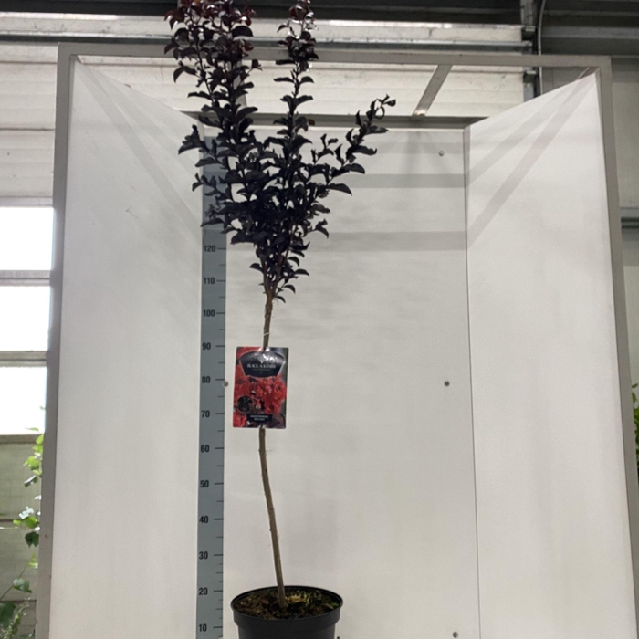 <h4>Lagerstroemia indica</h4>