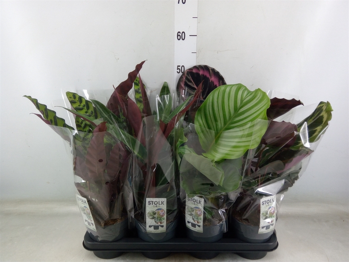 <h4>Calathea   ...mix 5</h4>