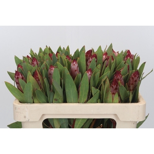 Protea Robijn