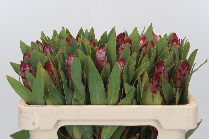 <h4>Protea Robijn</h4>