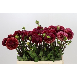 Dahlia Copperboy