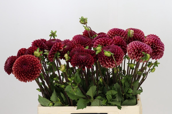<h4>Dahlia Copperboy</h4>