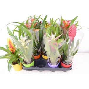 BROMELIA GEM 8 SRT