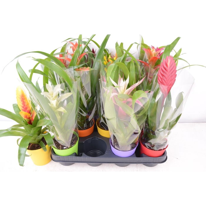 <h4>BROMELIA GEM 8 SRT</h4>